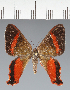  (Geometridae_gen sp. CF10 - CFC43775)  @11 [ ] copyright (2023) Center For Collection-Based Research Center For Collection-Based Research