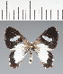  (Geometridae_gen sp. CF05 - CFC43824)  @11 [ ] copyright (2023) Center For Collection-Based Research Center For Collection-Based Research