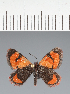 (Geometridae_gen sp. CF11 - CFC43838)  @11 [ ] copyright (2023) Center For Collection-Based Research Center For Collection-Based Research