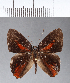  (Euselasia sp. CF27 - CFC04419)  @11 [ ] Copyright (2018) Christer Fahraeus Center For Collection-Based Research