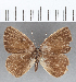  (Euselasia sp. CF123 - CFC04429)  @11 [ ] Copyright (2019) Christer Fahraeus Center For Collection-Based Research