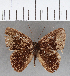  (Euselasia sp. CF113 - CFC04457)  @11 [ ] Copyright (2019) Christer Fahraeus Center For Collection-Based Research