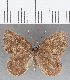  (Euselasia sp. CF134 - CFC04710)  @11 [ ] Copyright (2019) Christer Fahraeus Center For Collection-Based Research