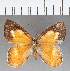  (Euselasia sp. CF112 - CFC04832)  @11 [ ] Copyright (2019) Christer Fahraeus Center For Collection-Based Research