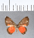  (Mesene leucophrys - CFC04851)  @11 [ ] Copyright (2018) Christer Fahraeus Center For Collection-Based Research