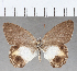  (Splendeuptychia itonis - CFC04866)  @11 [ ] copyright (2020) Christer Fahraeus Center For Collection-Based Research