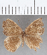  (Euselasia sp. CF125 - CFC07159)  @11 [ ] Copyright (2019) Christer Fahraeus Center For Collection-Based Research