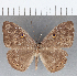  (Eurybia sp. CF39 - CFC07176)  @14 [ ] Copyright (2019) Christer Fahraeus Center For Collection-Based Research