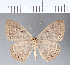  (Eurybia sp. CF60 - CFC07179)  @11 [ ] Copyright (2018) Christer Fahraeus Center For Collection-Based Research