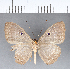  (Eurybia sp. CF02 - CFC07415_2)  @13 [ ] Copyright (2019) Christer Fahraeus Center For Collection-Based Research