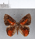  (Euselasia sp. CF24 - CFC07472)  @11 [ ] Copyright (2018) Christer Fahraeus Center For Collection-Based Research