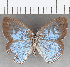  (Caeruleuptychia sp. CF01 - CFC07492)  @11 [ ] copyright (2020) Christer Fahraeus Center For Collection-Based Research