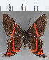  (Ancyluris aulestes - CFC07506)  @14 [ ] Copyright (2019) Christer Fahraeus Center For Collection-Based Research