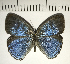  (Caeruleuptychia sp. CF02 - CFC07606)  @11 [ ] Copyright (2018) Christer Fahraeus Center For Collection-Based Research