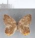  (Euselasia sp. CF04 - CFC07789)  @11 [ ] Copyright (2018) Christer Fahraeus Center For Collection-Based Research