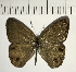  (Splendeuptychia clementia - CFC07810)  @11 [ ] Copyright (2018) Christer Fahraeus Center For Collection-Based Research