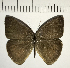  (Euptychia ordinata - CFC08079)  @11 [ ] Copyright (2018) Christer Fahraeus Center For Collection-Based Research