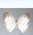  (Euptychia westwoodi - CFC08474)  @14 [ ] Copyright (2018) Christer Fahraeus Center For Collection-Based Research