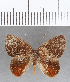  (Euselasia sp. CF131 - CFC08658)  @11 [ ] Copyright (2019) Christer Fahraeus Center For Collection-Based Research