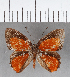  (Euselasia sp. CF111 - CFC08664)  @11 [ ] Copyright (2019) Christer Fahraeus Center For Collection-Based Research