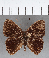  (Euselasia sp. CF106 - CFC08669)  @11 [ ] Copyright (2019) Christer Fahraeus Center For Collection-Based Research