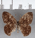  (Euptychia sp. CF10 - CFC08688)  @11 [ ] Copyright (2018) Christer Fahraeus Center For Collection-Based Research