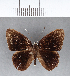  (Euselasia calligramma - CFC08694)  @11 [ ] Copyright (2018) Christer Fahraeus Center For Collection-Based Research