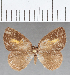  (Euselasia sp. CF140 - CFC08956)  @11 [ ] Copyright (2019) Christer Fahraeus Center For Collection-Based Research