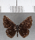  (Detritivora argyrea - CFC09145)  @11 [ ] Copyright (2018) Christer Fahraeus Center For Collection-Based Research