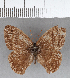  (Euptychia padroni - CFC09162)  @11 [ ] Copyright (2018) Christer Fahraeus Center For Collection-Based Research