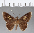  (Carystoides sicania orbius - CFC09235)  @14 [ ] Copyright (2018) Christer Fahraeus Center For Collection-Based Research