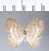  (Euptychia mollina - CFC09343_2)  @11 [ ] Copyright (2019) Christer Fahraeus Center For Collection-Based Research