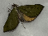  (Geometridae_gen sp. CF14 - CFCA05154)  @11 [ ] copyright (2023) Center For Collection-Based Research Center For Collection-Based Research