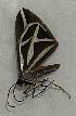  (Geometridae_gen sp. CF15 - CFCA05155)  @11 [ ] copyright (2023) Center For Collection-Based Research Center For Collection-Based Research