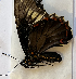  (unclassified Papilionidae - CFCA05267)  @11 [ ] copyright (2023) Center For Collection-Based Research Center For Collection-Based Research