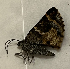  (Geometridae_gen sp. CF12 - CFCA05302)  @11 [ ] copyright (2023) Center For Collection-Based Research Center For Collection-Based Research