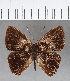  (Euselasia sp. CF108 - CFCD01080)  @11 [ ] Copyright (2019) Christer Fahraeus Center For Collection-Based Research