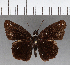  (Anisochoria pedaliodina pedaliodina - CFCD01118)  @13 [ ] Copyright (2019) Christer Fahraeus Center For Collection-Based Research