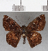  (Polyctor fera - CFCD01129)  @11 [ ] Copyright (2019) Christer Fahraeus Center For Collection-Based Research