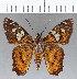  (Agara epimachia epimachia - CFCD01146)  @11 [ ] Copyright (2019) Christer Fahraeus Center For Collection-Based Research