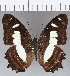  (Metamorpha elissa - CFCD01174)  @14 [ ] Copyright (2019) Christer Fahraeus Center For Collection-Based Research