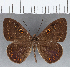  (Eurybia sp. CF33 - CFCD01240)  @11 [ ] Copyright (2019) Christer Fahraeus Center For Collection-Based Research