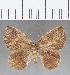  (Euselasia sp. CF142 - CFCD01256)  @11 [ ] Copyright (2019) Christer Fahraeus Center For Collection-Based Research