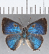  (Siderus sp. CF02 - CFCD01292)  @11 [ ] Copyright (2019) Christer Fahraeus Center For Collection-Based Research