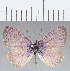  (Leptotes lamasi - CFCD01345)  @13 [ ] Copyright (2019) Christer Fahraeus Center For Collection-Based Research