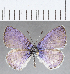  (Leptotes sp. CF07 - CFCD01347)  @11 [ ] Copyright (2019) Christer Fahraeus Center For Collection-Based Research