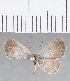  (Lycaenidae_gen - CFCD01350)  @11 [ ] Copyright (2019) Christer Fahraeus Center For Collection-Based Research