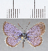  (Hemiargus sp. CF01 - CFCD01351)  @11 [ ] Copyright (2019) Christer Fahraeus Center For Collection-Based Research