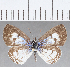  (Leptotes sp. CF08 - CFCD01353)  @11 [ ] Copyright (2019) Christer Fahraeus Center For Collection-Based Research