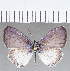  (Leptotes sp. CF10 - CFCD01356)  @11 [ ] Copyright (2019) Christer Fahraeus Center For Collection-Based Research